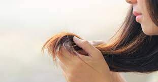 افضل شامبو للشعر